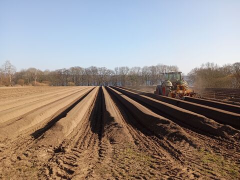 Spargelflächen in Schleswig-Holstein 