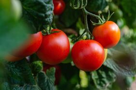 Mehrere Tomaten 