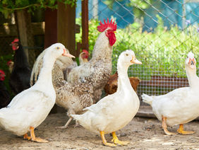 poultry yard. chicken, ducs and cock at farmyard. rural domestic animals.