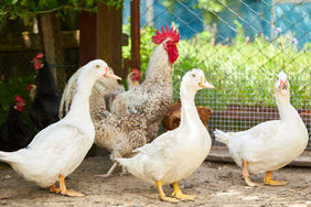 poultry yard. chicken, ducs and cock at farmyard. rural domestic animals.