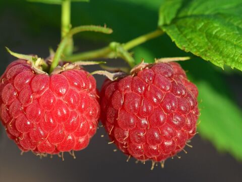 Himbeeren am Strauch 